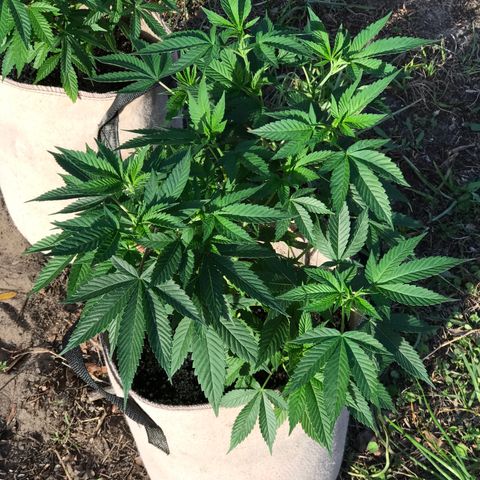 Step Child c1p2 growlog timeline photo