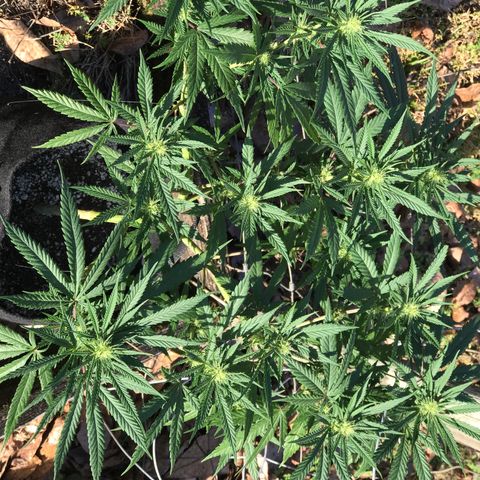 Rogue One (pheno #3) growlog timeline photo