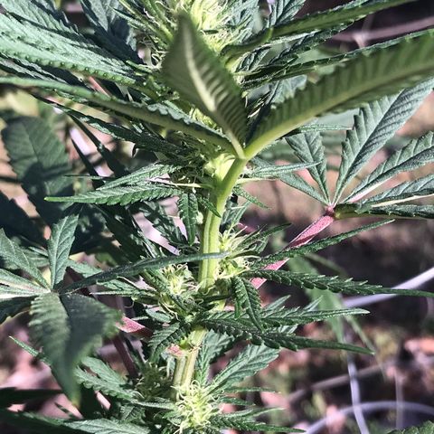 Rogue One (pheno #3) growlog timeline photo