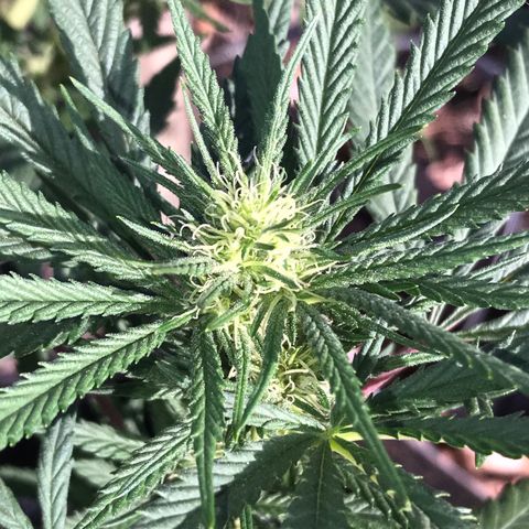 Rogue One (pheno #3) growlog timeline photo