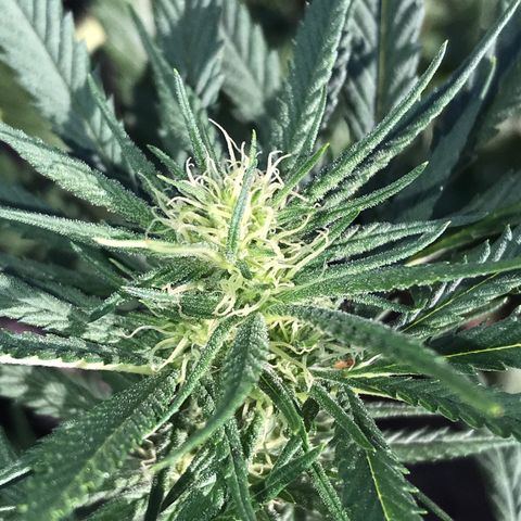 Rogue One (pheno #3) growlog timeline photo