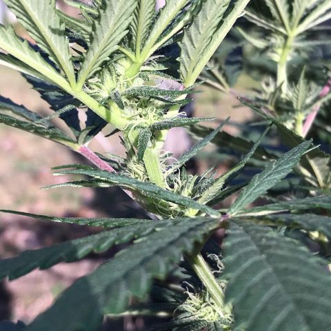 Rogue One (pheno #3) growlog timeline photo