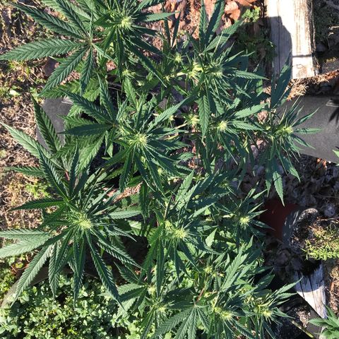 Rogue One (pheno #3) growlog timeline photo