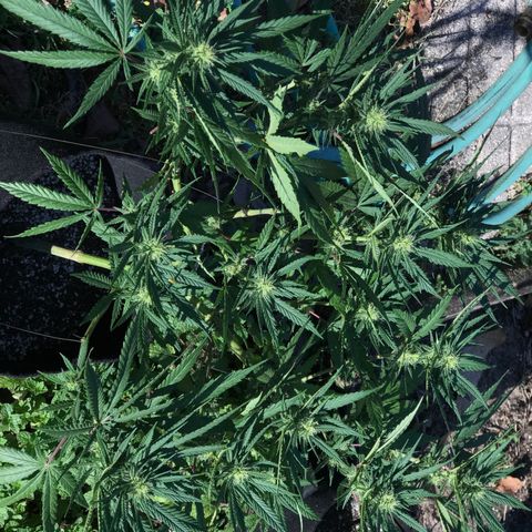 Rogue One (pheno #3) growlog timeline photo
