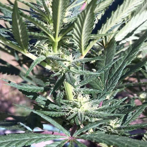 Rogue One (pheno #3) growlog timeline photo