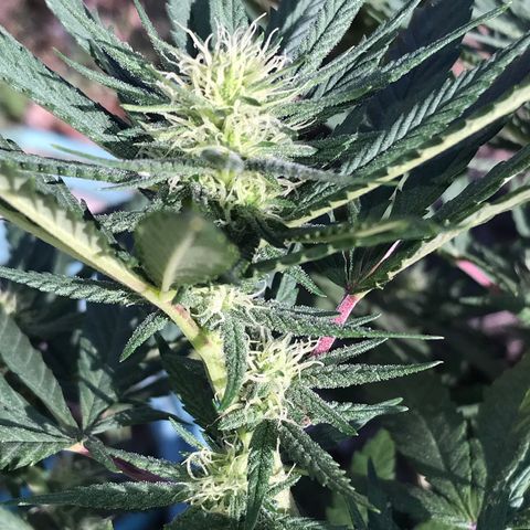 Rogue One (pheno #3) growlog timeline photo