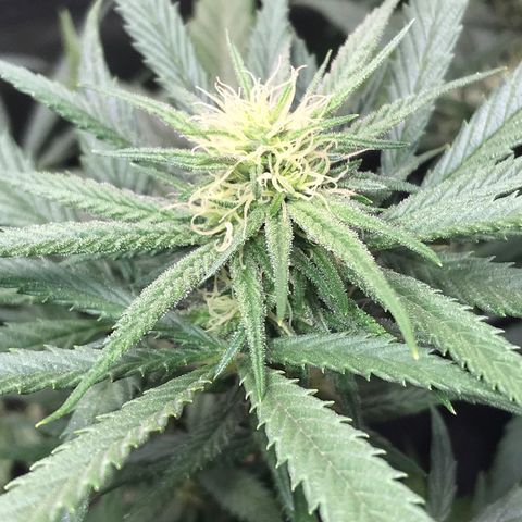 Rogue One (pheno #3) growlog timeline photo