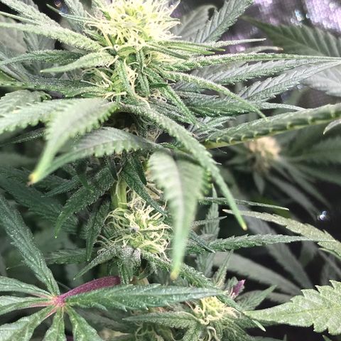 Rogue One (pheno #3) growlog timeline photo