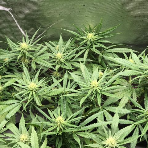 Rogue One (pheno #3) growlog timeline photo