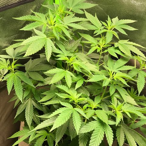 Step Child c1p2 growlog timeline photo