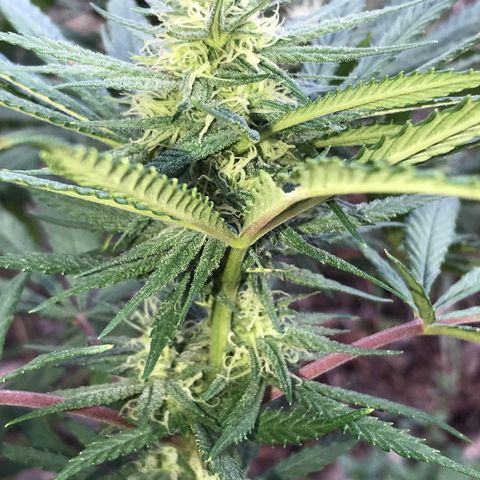 Rogue One (pheno #3) growlog timeline photo