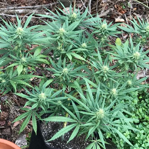 Rogue One (pheno #3) growlog timeline photo