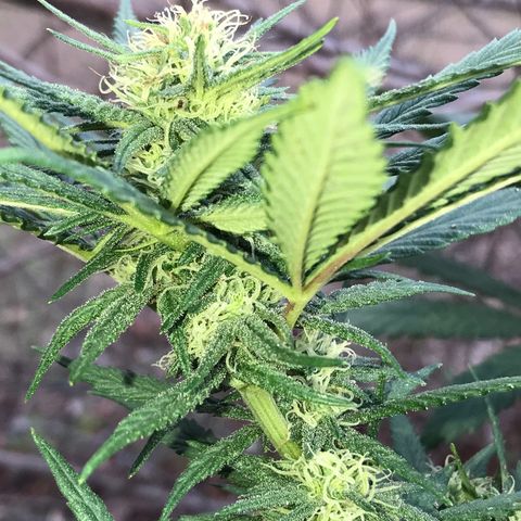 Rogue One (pheno #3) growlog timeline photo