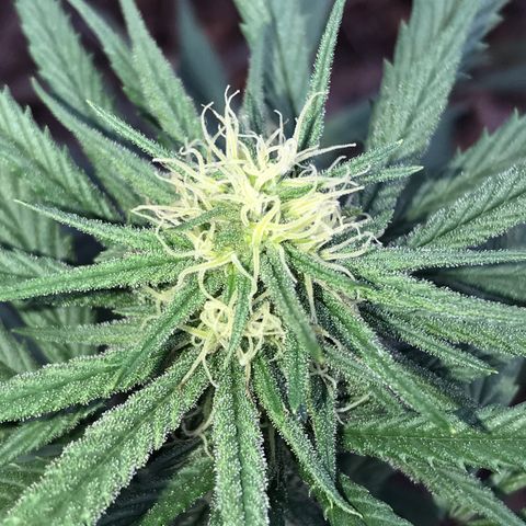 Rogue One (pheno #3) growlog timeline photo