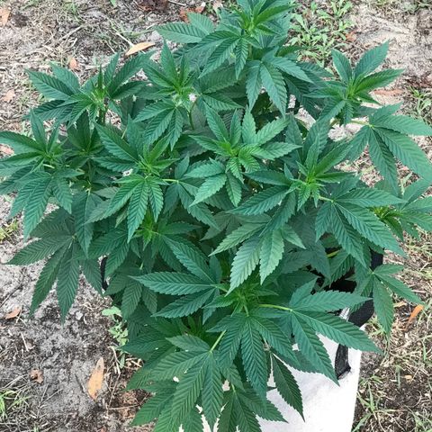 Step Child c1p2 growlog timeline photo