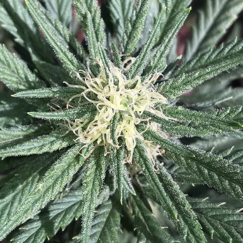 Rogue One (pheno #3) growlog timeline photo