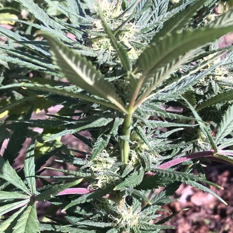 Rogue One (pheno #3) growlog timeline photo