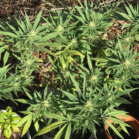 Rogue One (pheno #3) growlog timeline photo