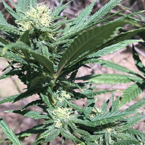 Rogue One (pheno #3) growlog timeline photo