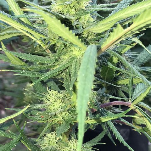 Rogue One (pheno #3) growlog timeline photo