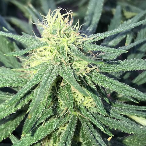Rogue One (pheno #3) growlog timeline photo
