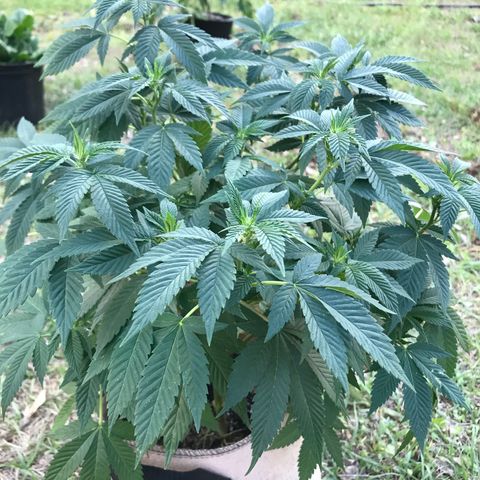 Step Child c1p2 growlog timeline photo
