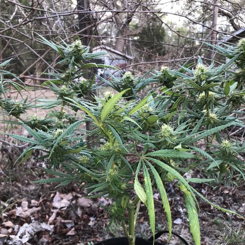 Rogue One (pheno #3) growlog timeline photo