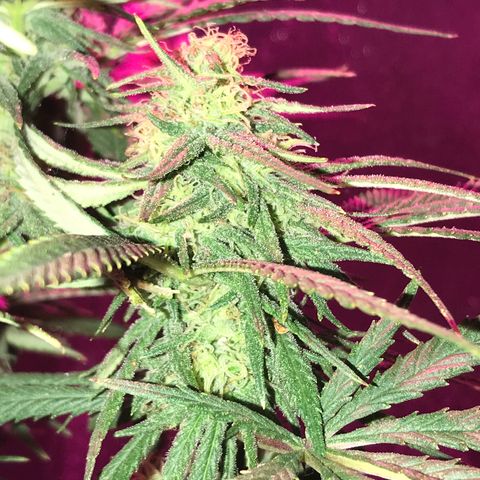 Rogue One (pheno #3) growlog timeline photo