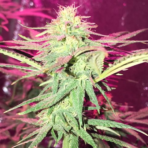 Rogue One (pheno #3) growlog timeline photo