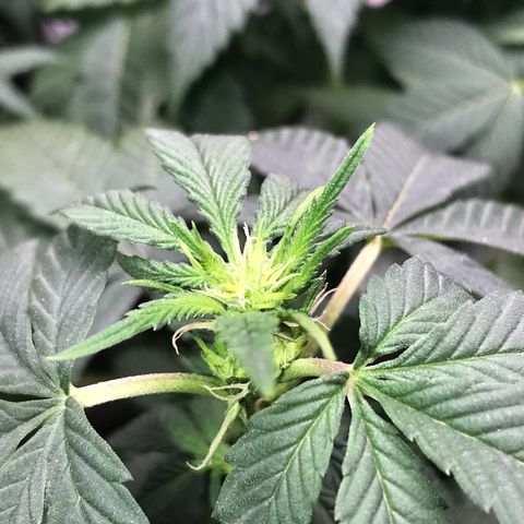 Step Child c1p2 growlog timeline photo