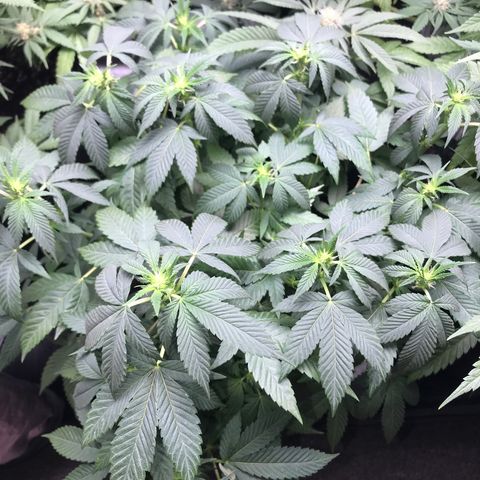 Step Child c1p2 growlog timeline photo