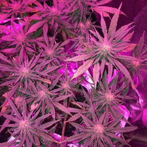 Rogue One (pheno #3) growlog timeline photo