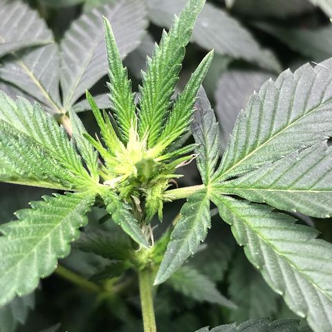 Step Child c1p2 growlog timeline photo