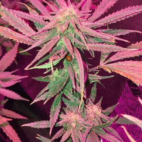 Rogue One (pheno #3) growlog timeline photo