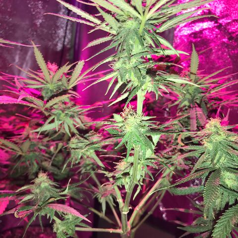 Rogue One (pheno #3) growlog timeline photo