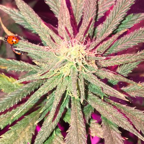 Rogue One (pheno #3) growlog timeline photo
