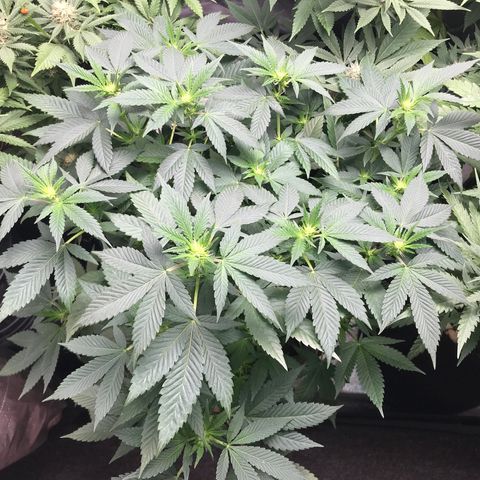 Step Child c1p2 growlog timeline photo