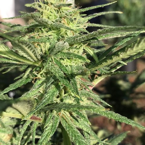 Rogue One (pheno #3) growlog timeline photo