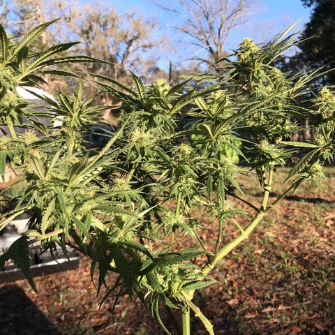 Rogue One (pheno #3) growlog timeline photo