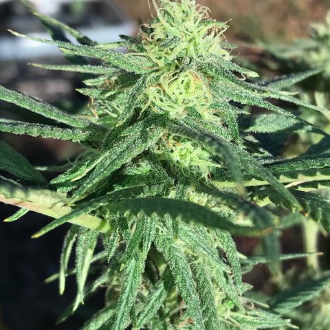 Rogue One (pheno #3) growlog timeline photo