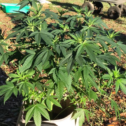 Step Child c1p2 growlog timeline photo