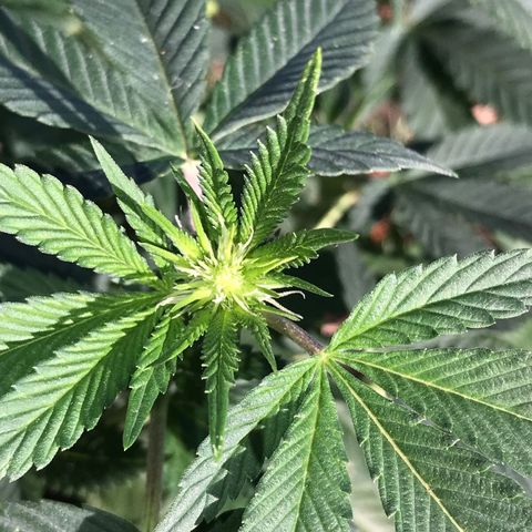 Step Child c1p2 growlog timeline photo