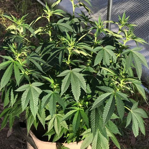 Step Child c1p2 growlog timeline photo