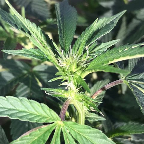 Step Child c1p2 growlog timeline photo