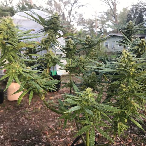 Rogue One (pheno #3) growlog timeline photo