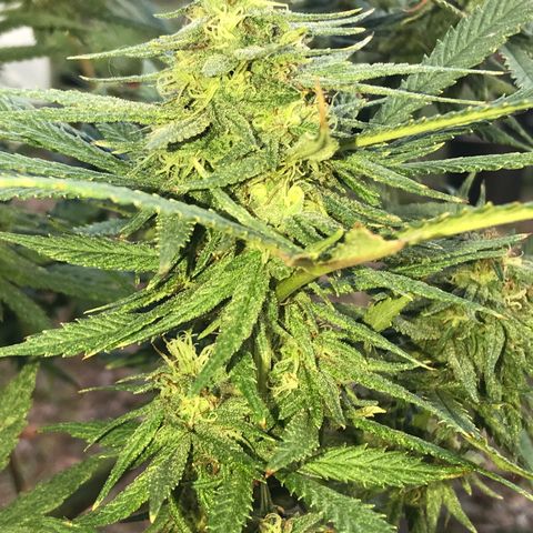 Rogue One (pheno #3) growlog timeline photo