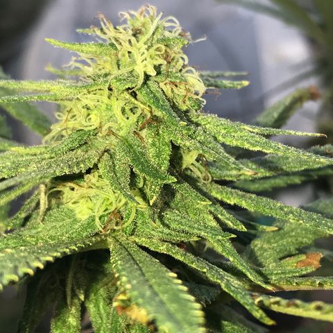Rogue One (pheno #3) growlog timeline photo