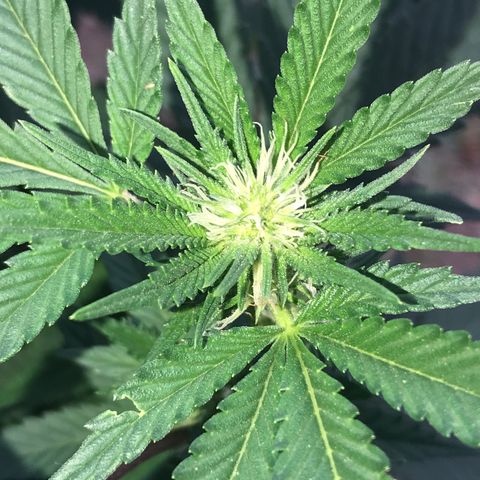Step Child c1p2 growlog timeline photo