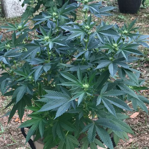 Step Child c1p2 growlog timeline photo