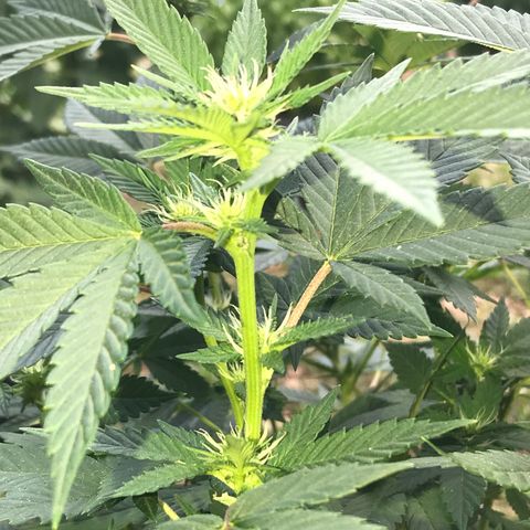 Step Child c1p2 growlog timeline photo